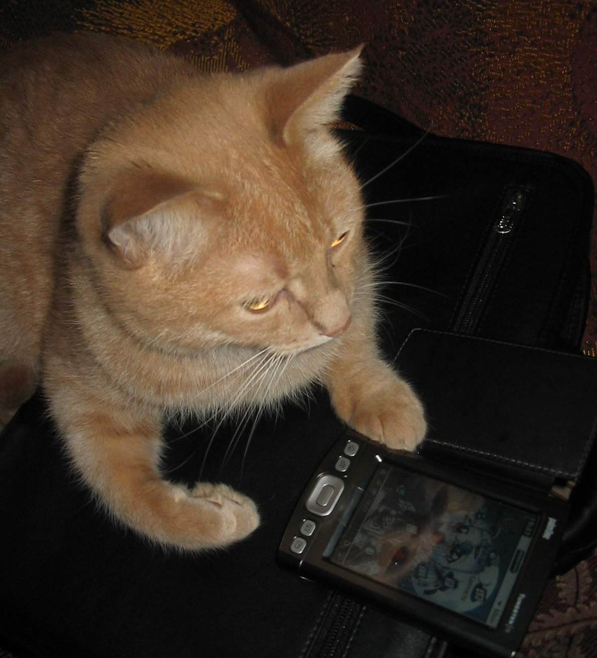 kot s pda.jpg