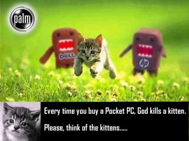 PALMKITTENS_FOO.JPG